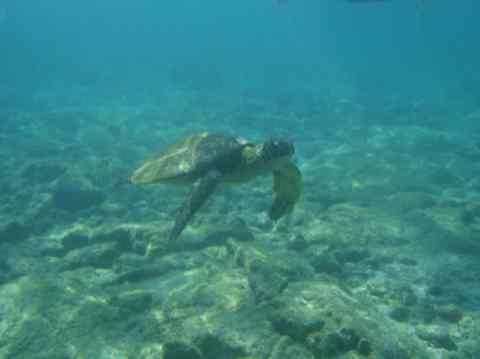 Turtle at Kahalu'lu beach in Kona